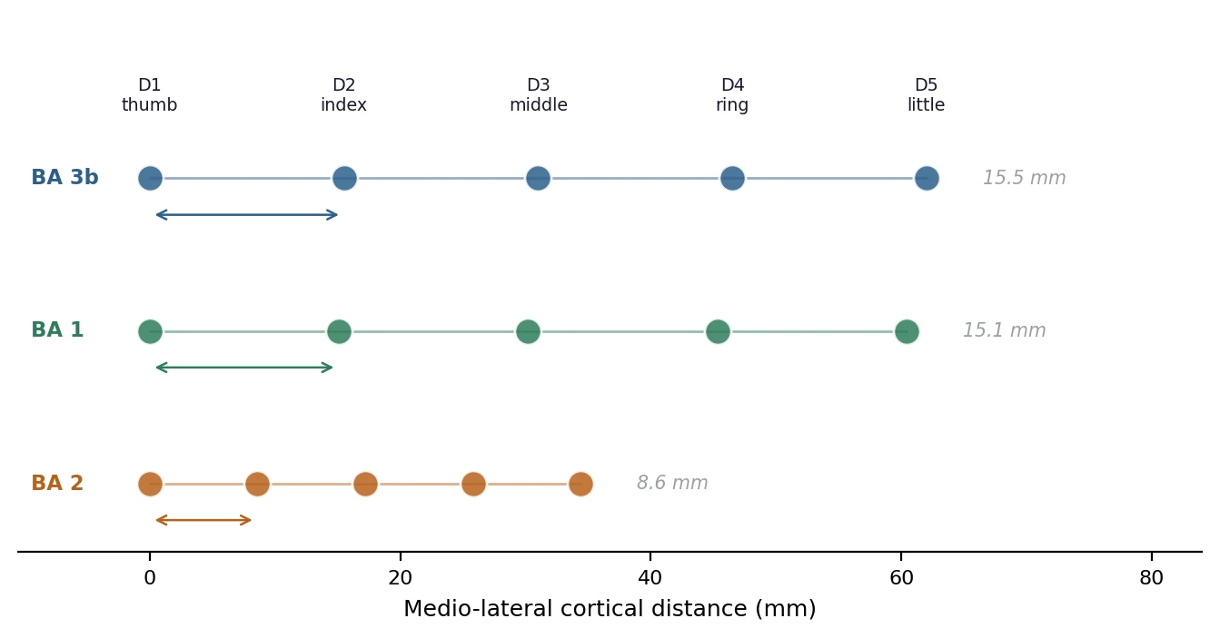 Figure 1. Somatotopic separation of individual digits in three subdivisions of human primary somatosensory cortex. Mean inter-digit spacing is 15.5 mm in Brodmann area 3b, 15.1 mm in area 1, and 8.6 mm in area 2. Traditions assigning distinct meanings to distinct fingers are therefore addressing cortical territories separated by measurable distances.