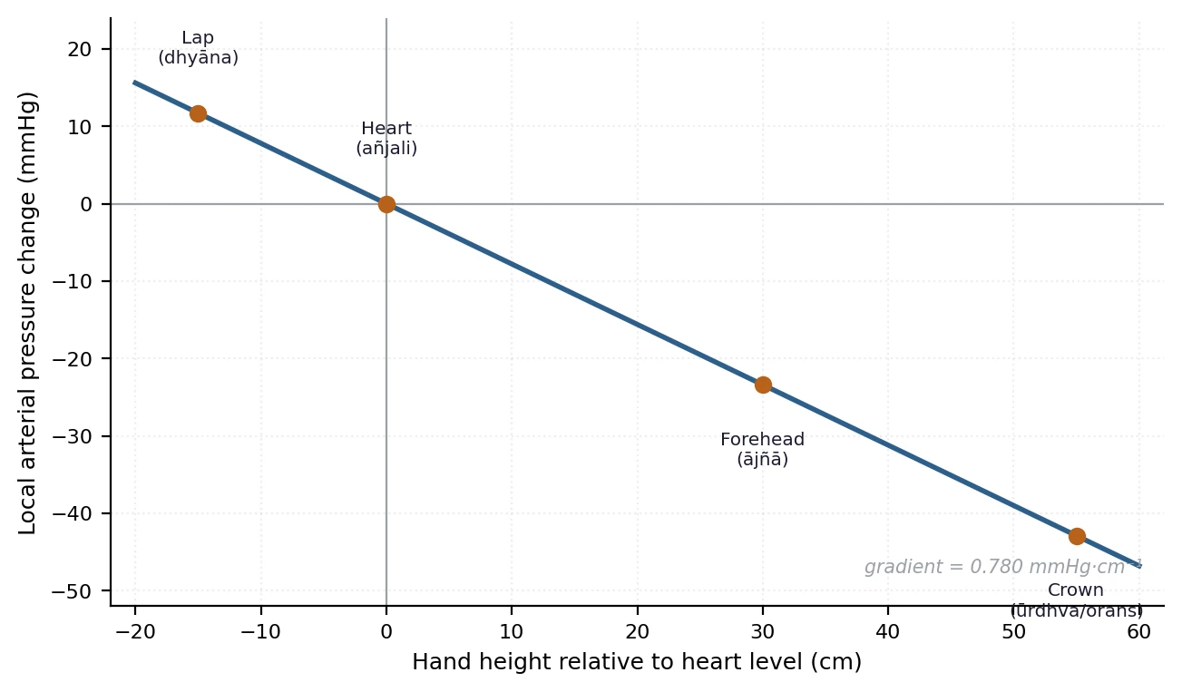 Figure 3. Local arterial pressure at the hand as a function of height relative to heart level, with canonical gesture positions marked. The full excursion from lap to overhead spans approximately 55 mmHg — a substantial fraction of mean arterial pressure, applied to the body’s densest autonomic effector surface.