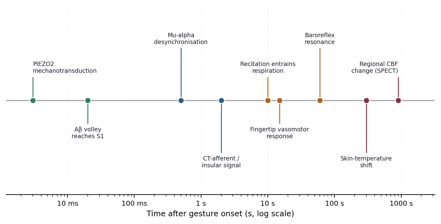 Figure 8. Temporal cascade of physiological events following onset of a held gesture with recitation, on a logarithmic time axis spanning six orders of magnitude. The wide separation of timescales is why single-timepoint measurement designs systematically underdetect these effects.
